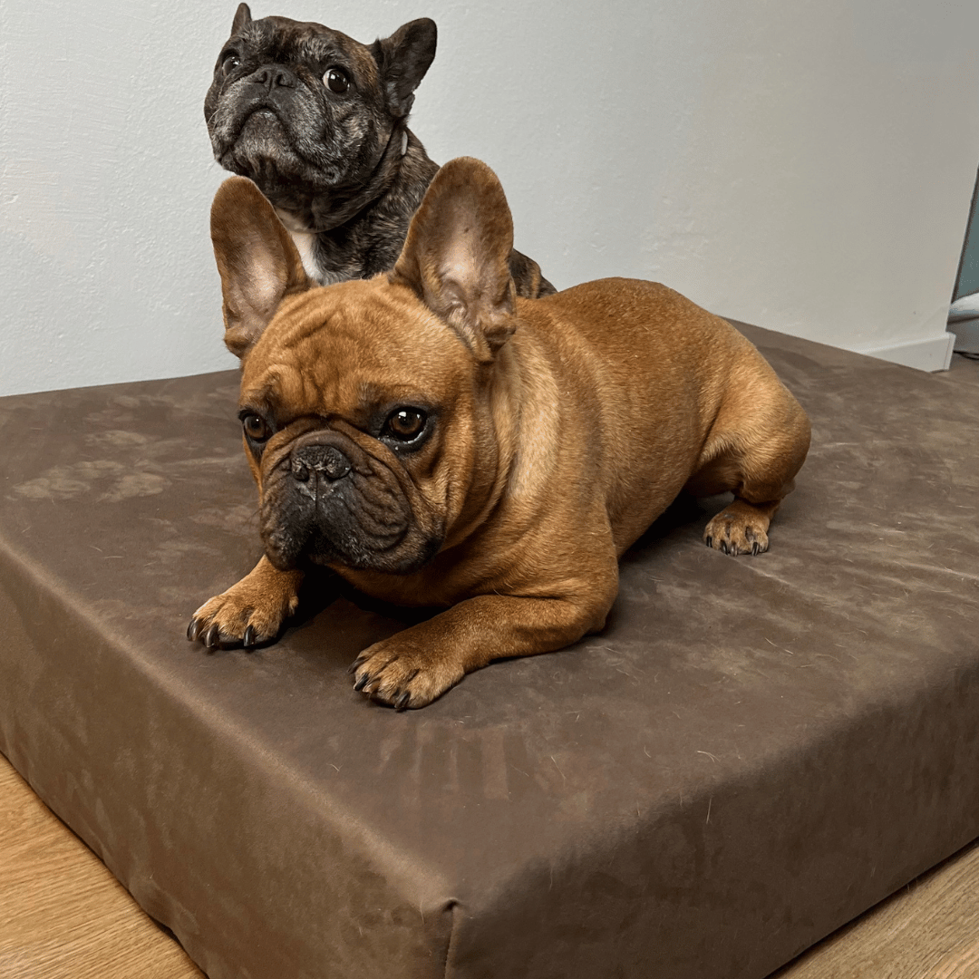 Materasso Pet - immagine 2